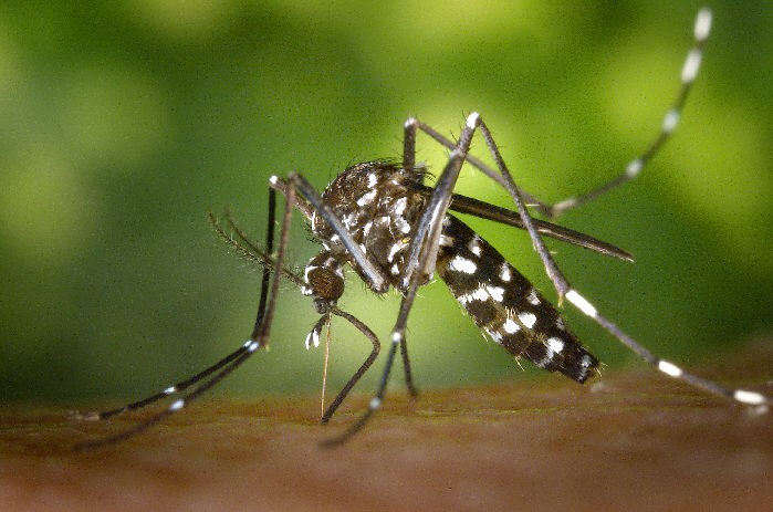 47 people die of dengue fever in Karachi this&nbsp;year